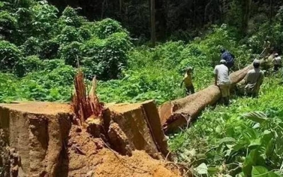 缅甸花梨（大果紫檀）逐渐成为红木家具的“主力军”。。