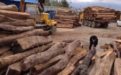缅甸花梨凭什么，，价钱一起上涨....